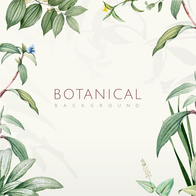 626x626 Herbal Vectors, Photos And Free Download