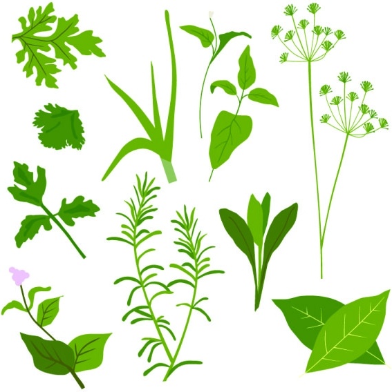 567x568 Herbal Leaves Vector Free Vector In Encapsulated Postscript