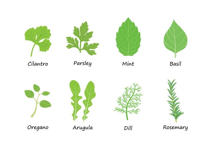 700x490 Herbs Vector