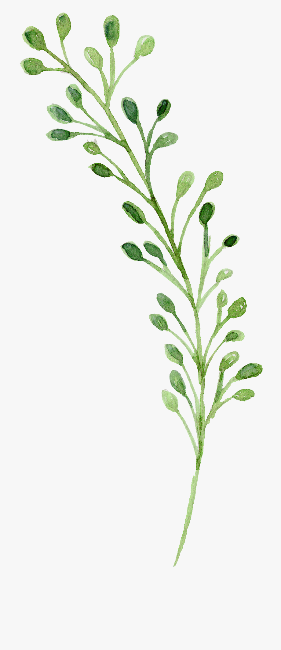 920x2122 Clip Art Black And White Stock Herb Vector Watercolor