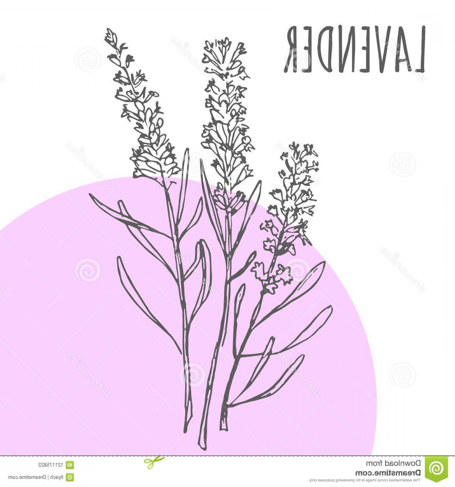 1560x1668 Lavender Vector Sketch Botanical Herb Spice Aroma Essential Oil