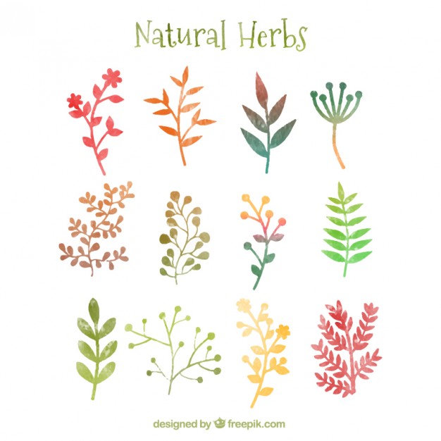 626x626 Natural Herbs In Watercolor Style Vector Free Download