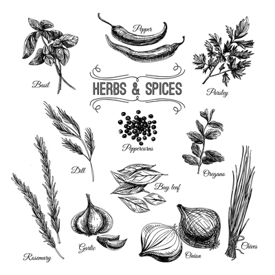 400x400 Page Herb On Curated Vector Illustrations, Stock Royalty Free