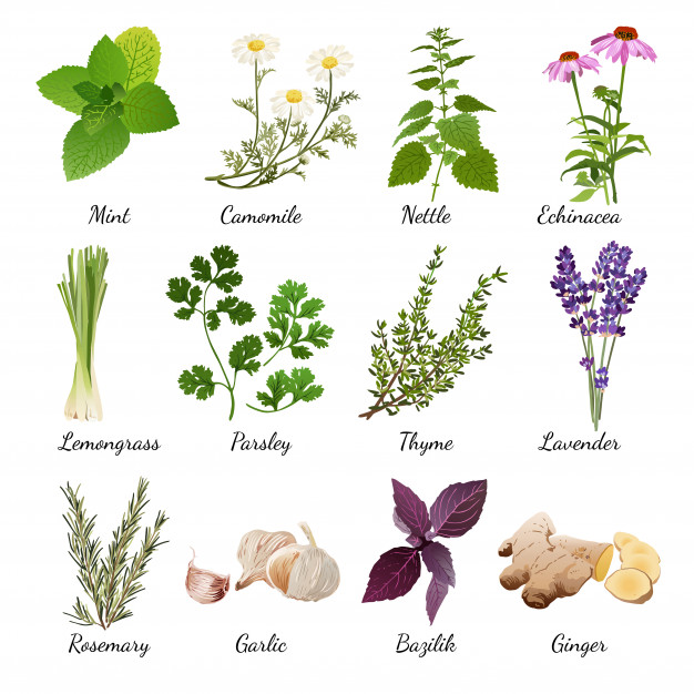 626x626 Parsley Herb Vectors, Photos And Free Download