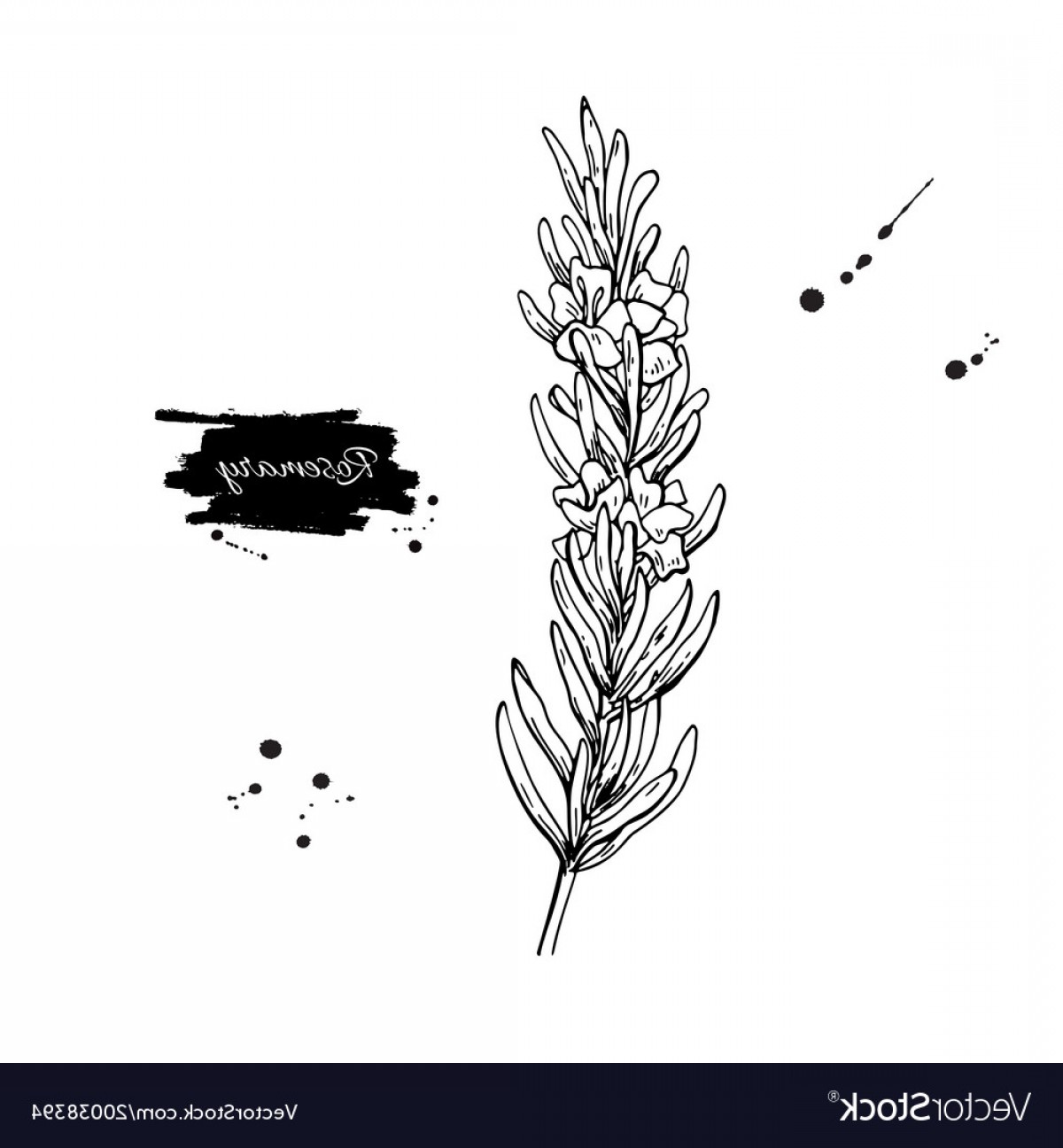 1200x1296 Rosemary Drawing Hand Drawn Blooming Herb Vector Studiogrfx