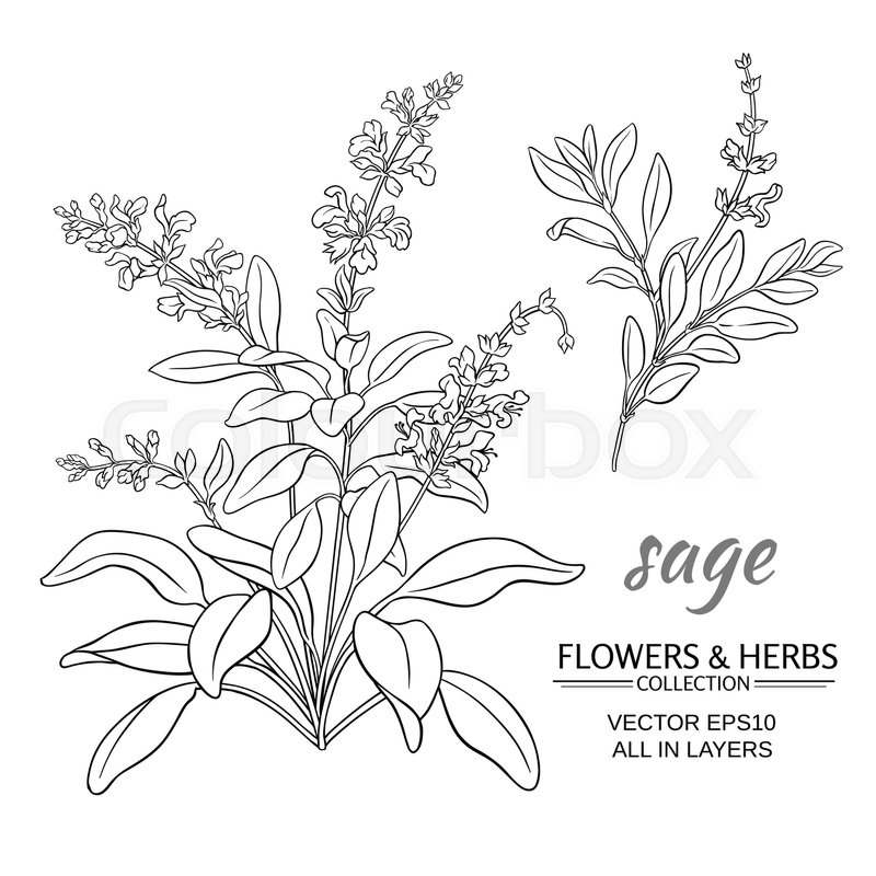 800x800 Sage Herb Vector Illustration On White Stock Vector Colourbox
