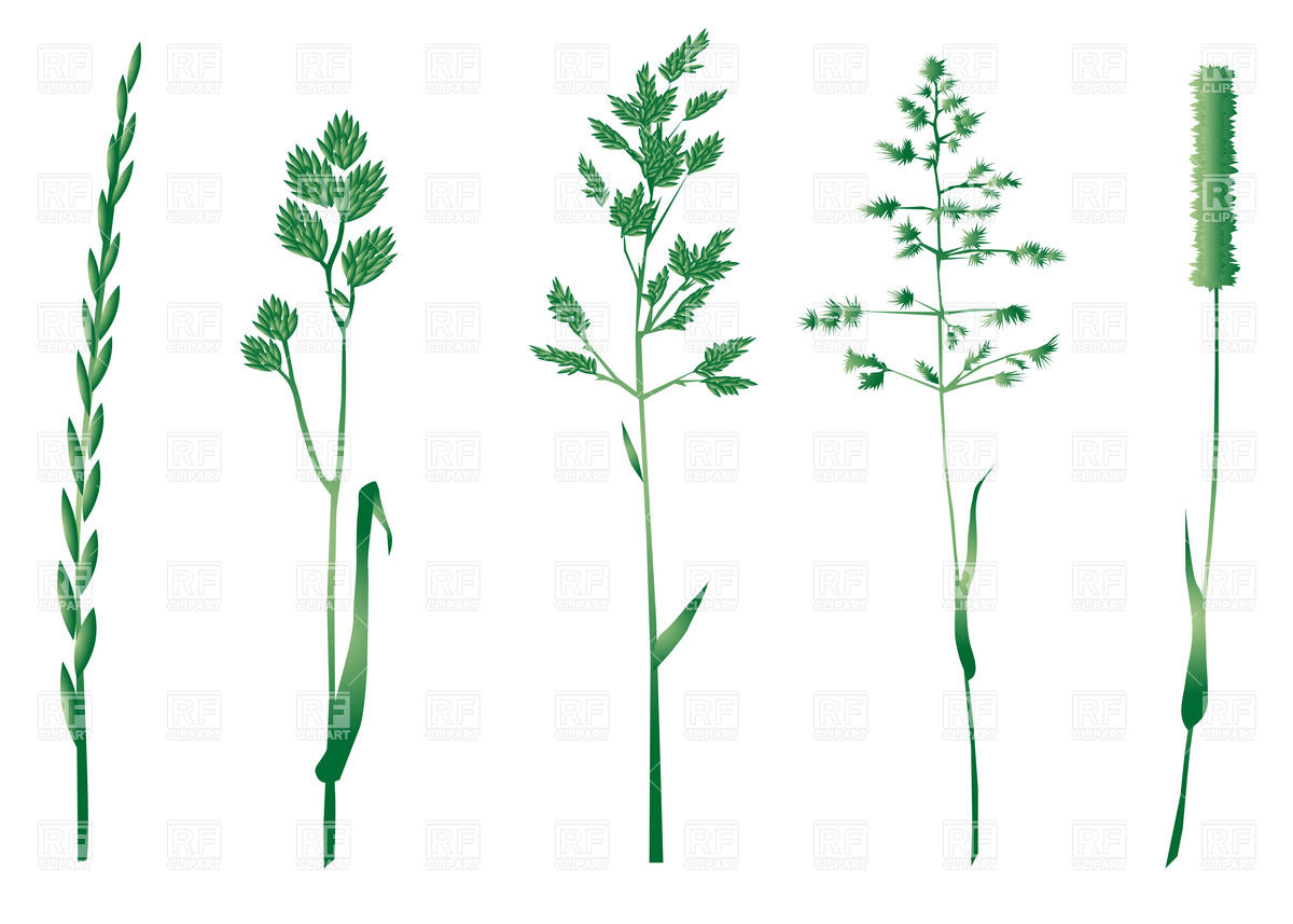 1200x857 Set Of Five Green Herbs Vector Image Of Plants And Animals
