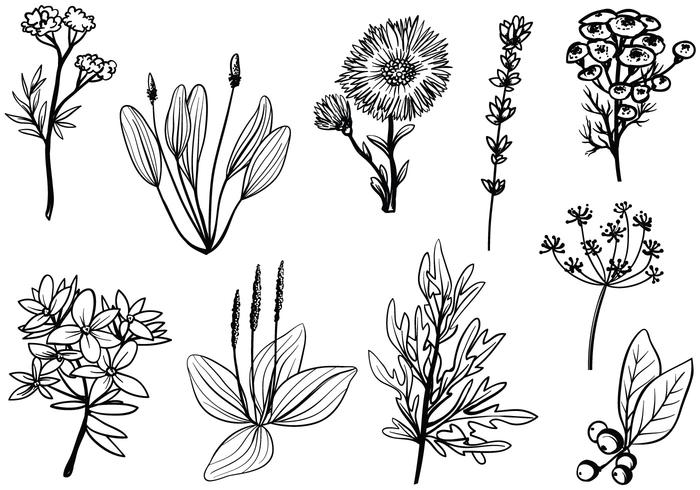 700x490 Free Medicinal Herbs Vectors