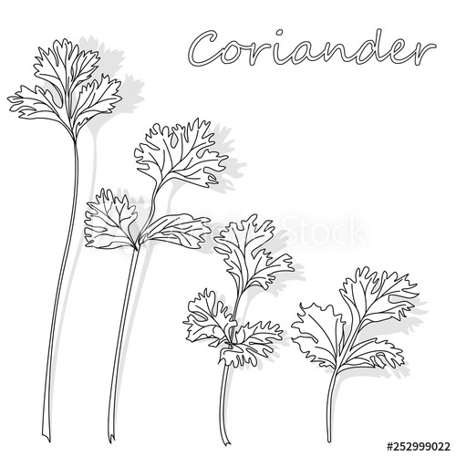 500x500 Fresh Coriander Or Cilantro Herb Vector Illustration Isolated