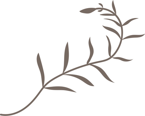 500x400 Hand Drawn Herb Vector Illustration Free Download