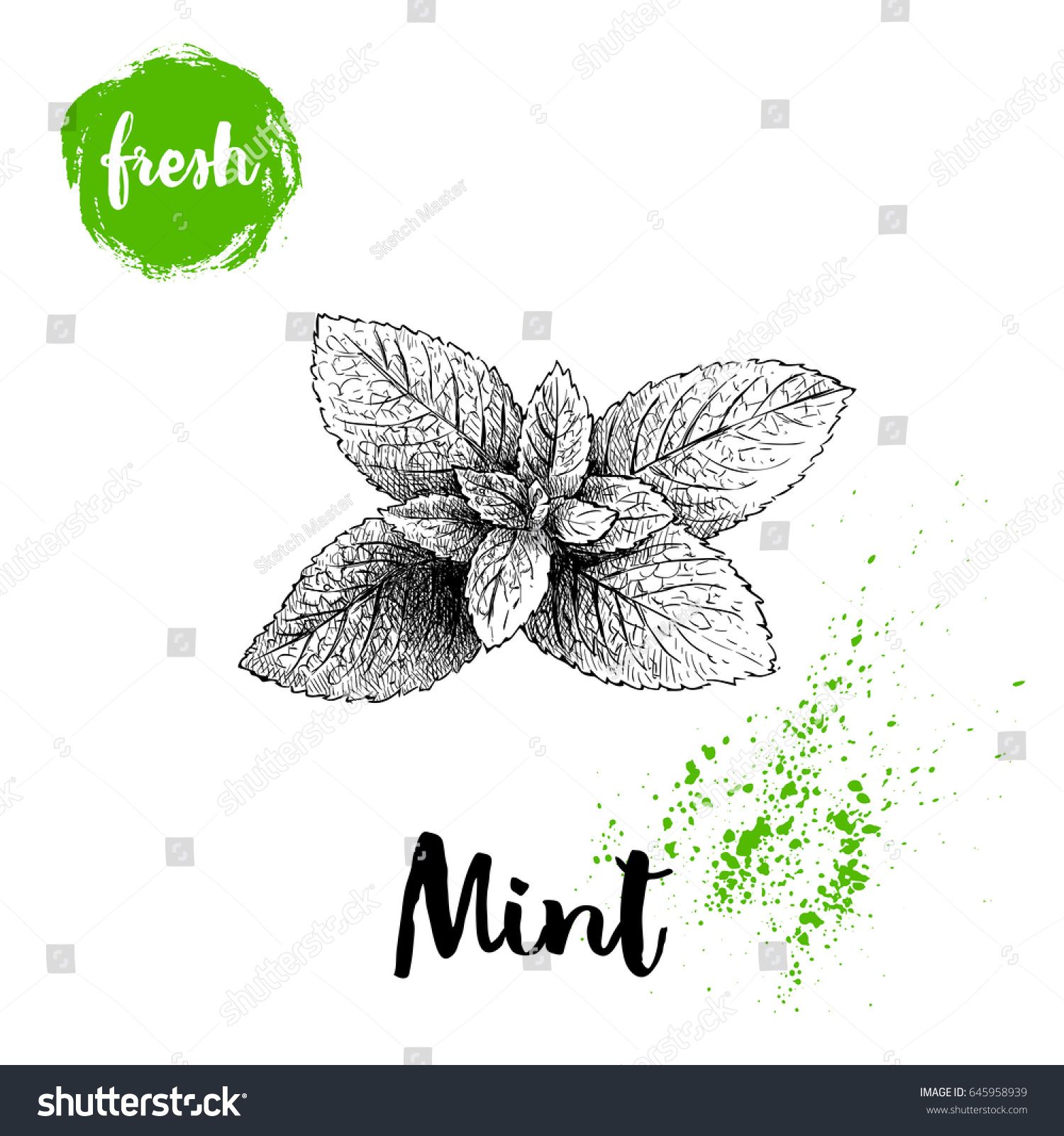 1500x1600 Hand Drawn Sketch Style Mint Branch Healthy Herb Vector