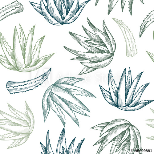 500x500 Hand Drawn Vector Seamless Pattern Aloe Vera Herbal Background