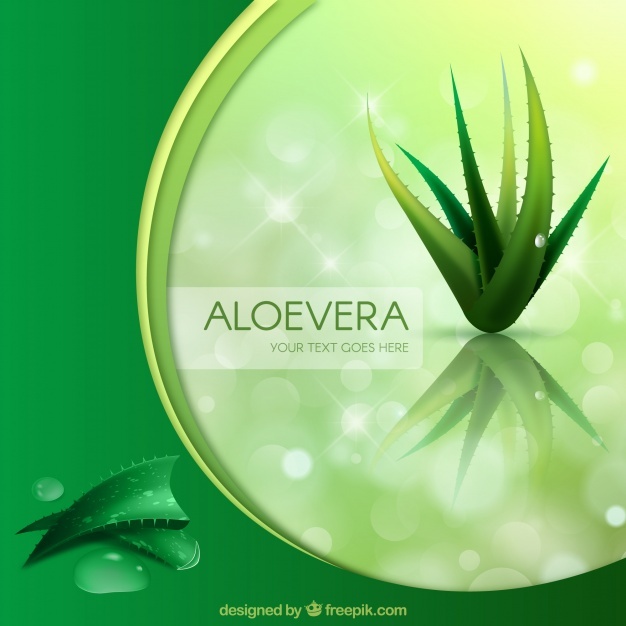 626x626 Herbal Vectors, Photos And Free Download