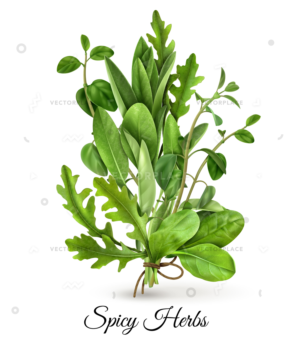 1000x1200 Realistic Bunch Fresh Green Leafy Vegetables Vector Illustration