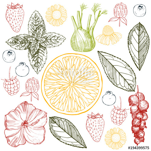 500x500 Herbal Tea Vector Sketch Illustration Stock Image And Royalty