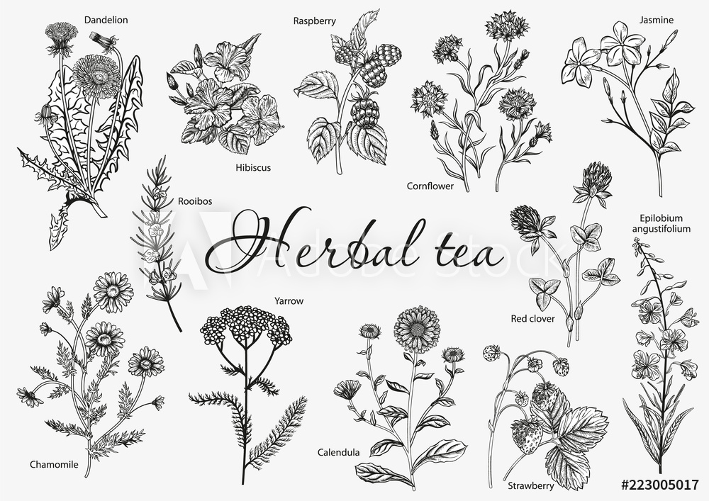 1000x707 Photo Art Print Wild Flowers Herbal Tea Vector Illustration