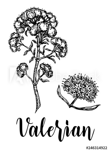 362x500 Valerian Clipart Herbal Tea For Free Download And Use Images