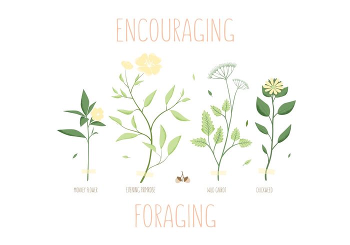 700x490 Foraging Spring Herb Vectors Free Vectors Ui Download