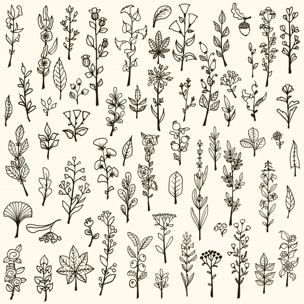 626x626 Herbal Vectors, Photos And Free Download