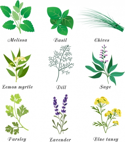 411x468 Herbal Plants Icons Multicolored Design Various Types Isolation