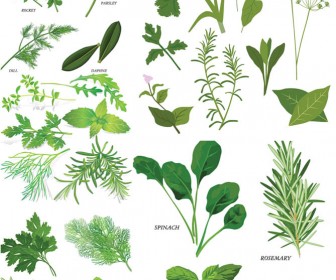 336x280 Herbs Illustrations Vector Free Stock Vector Art Illustrations