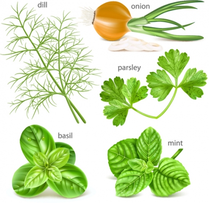 425x412 Various Herbs Vector Free Vectors Ui Download