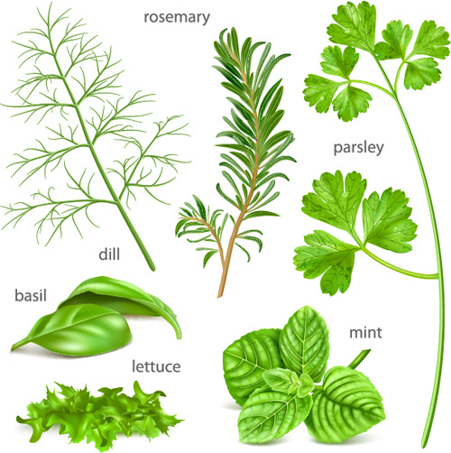 500x502 Various Herbs Vector Free Vector In Encapsulated Postscript