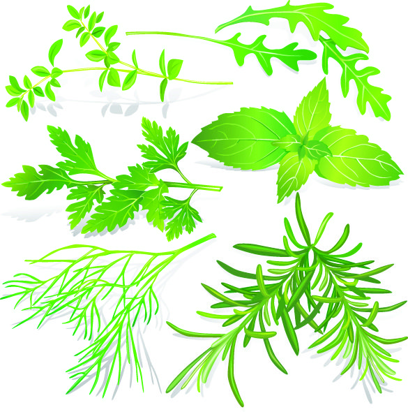 Herbal Vector Free Download at Collection of Herbal