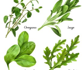 280x235 Herbs Vector