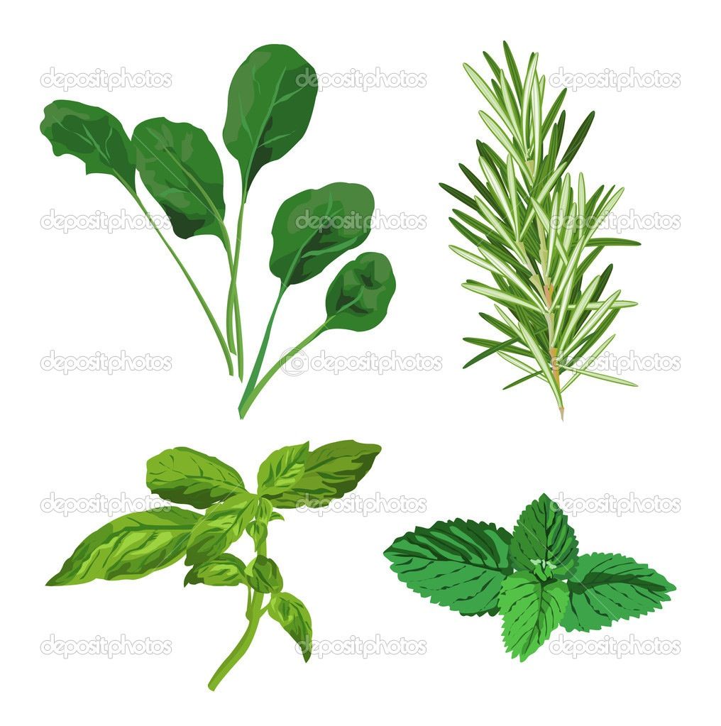 1016x1023 Ideas For Herb Patterns Pattern Inspiration Herbs, Plant