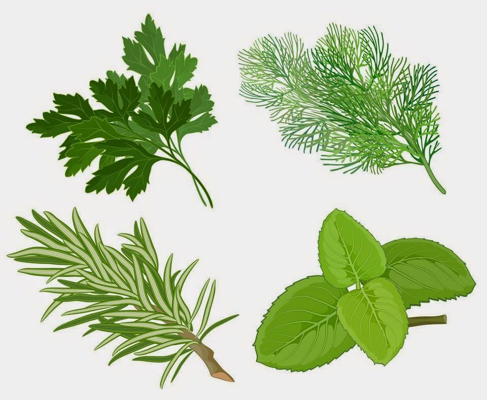 Herbal Vector Free Download at Collection of Herbal