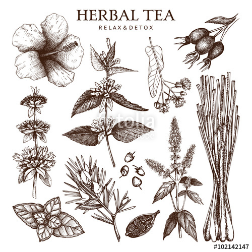 500x500 Botanical Collection Of Hand Drawn Herbal Tea Ingredients