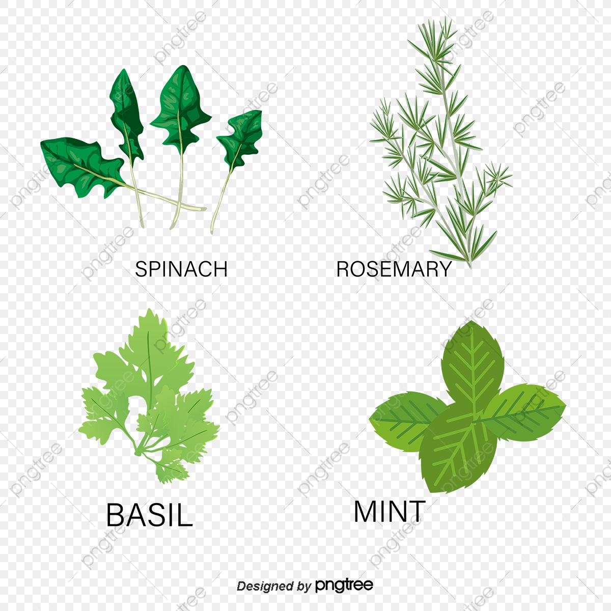 1200x1200 Chinese Herbal Medicine Herbs, Herbaceous, Plant, Drugs Png