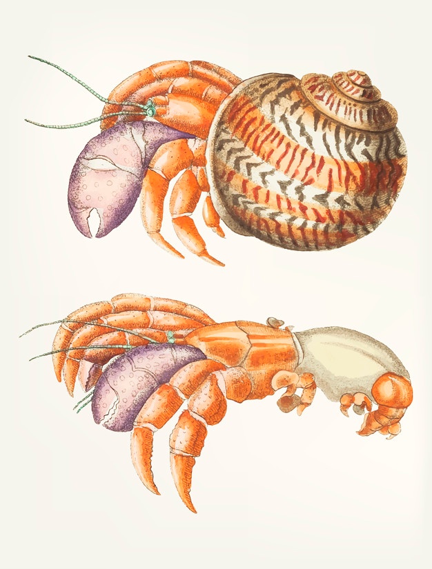 626x825 Hermit Crab Vectors, Photos And Free Download