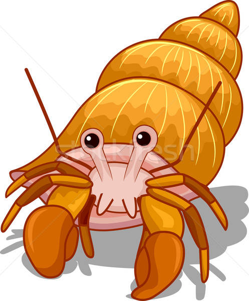 497x600 Hermit Crab Vector Illustration Lenm