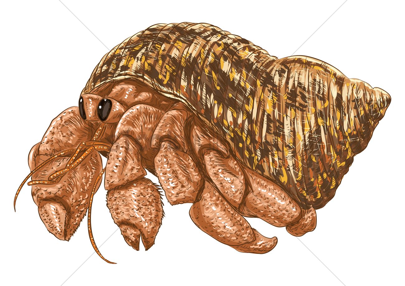 1300x919 Hermit Crab Vector Image