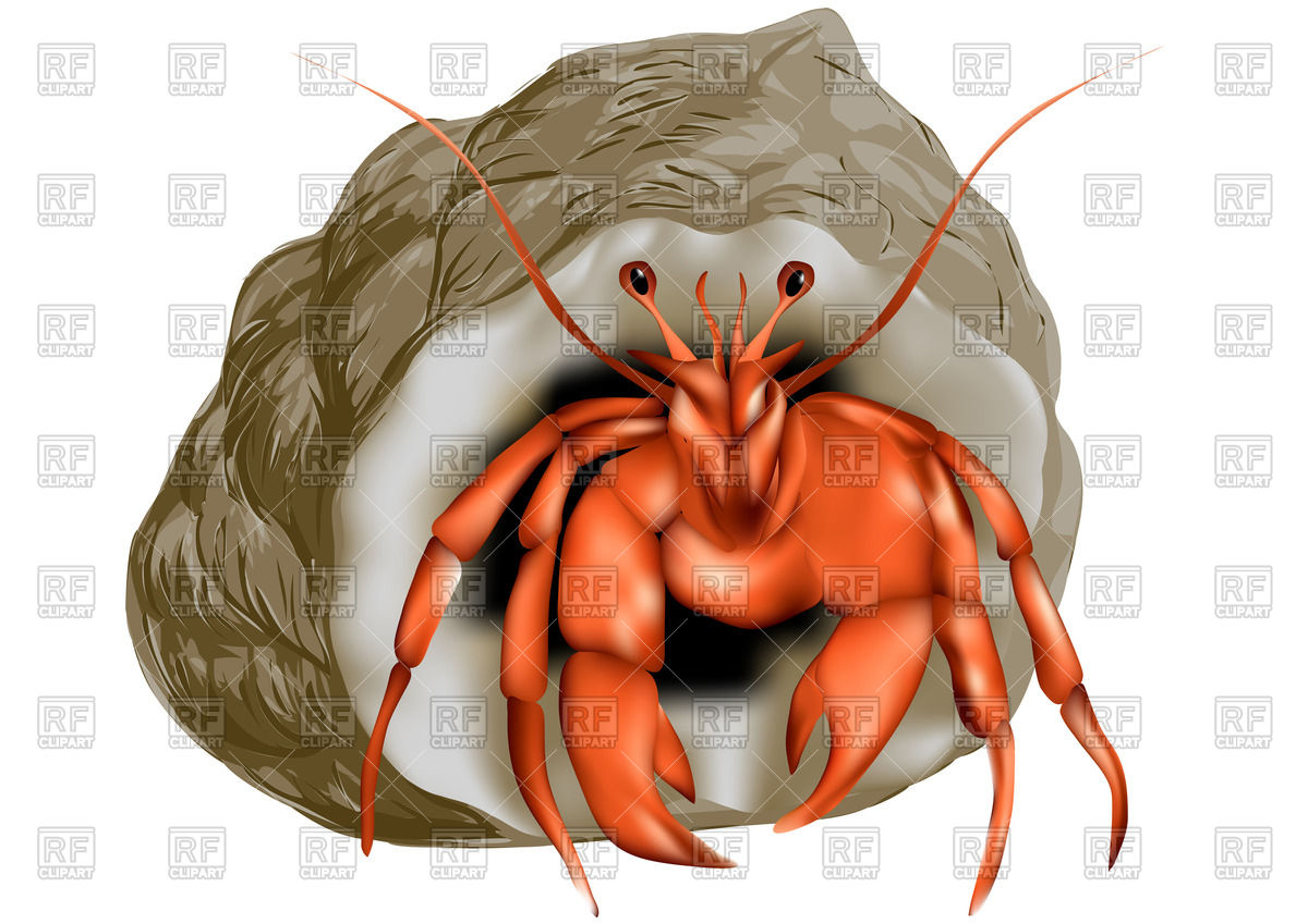 1200x849 Hermit Crab Isolated On White Vector Image Of Plants And Animals