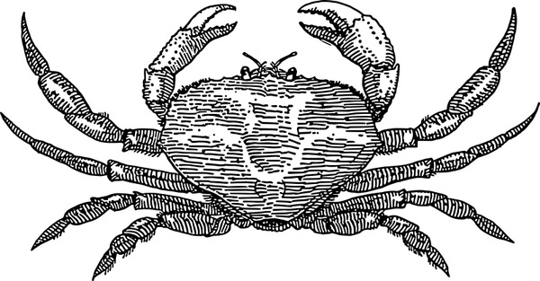 600x313 Hermit Crab Vector Free Free Vector Download