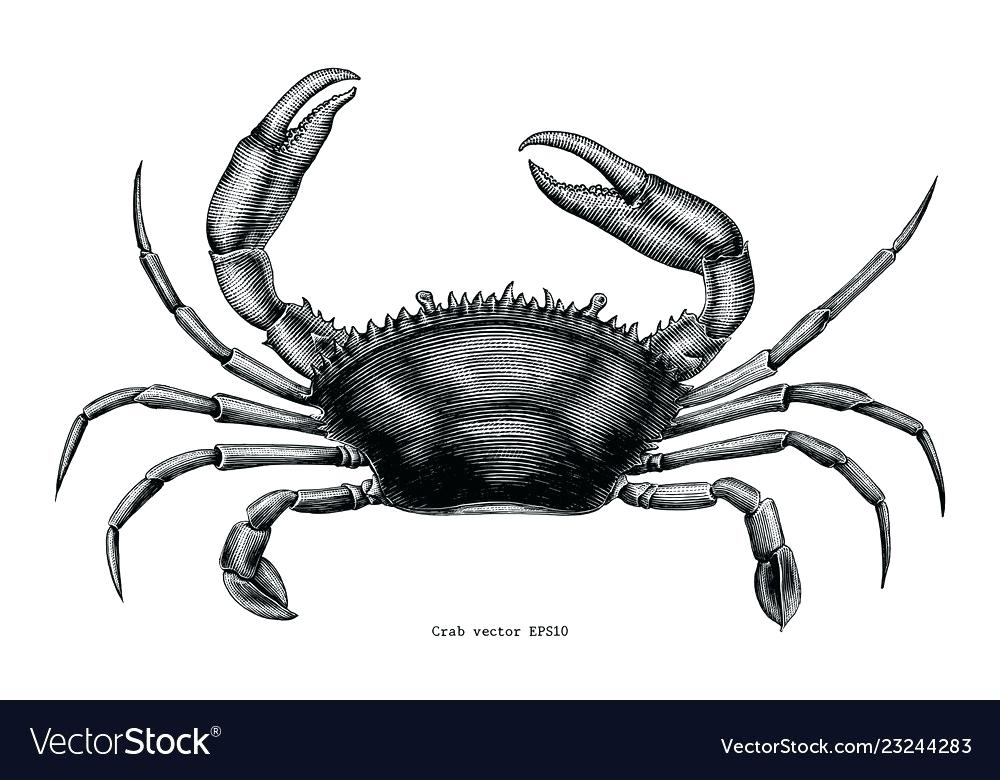 1000x780 Crab Drawing