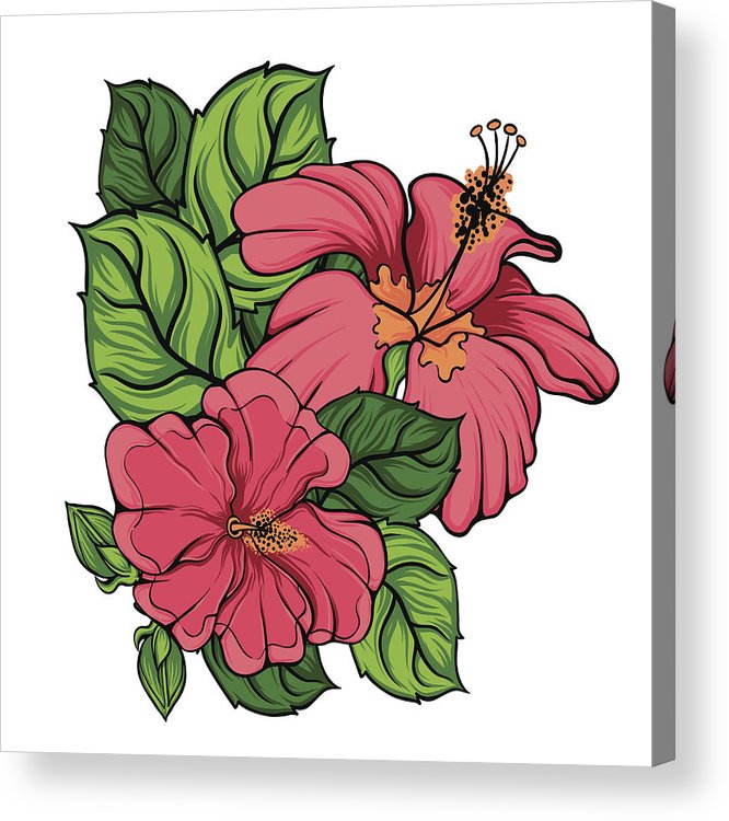 Hibiscus Flower Vector Acrylic Print 666x750 Hibiscus Flower Vector Acrylic Print