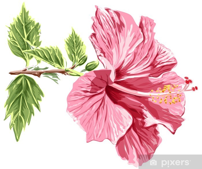 Hibiscus Flower 700x583 Hibiscus Flower