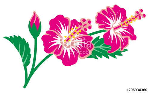 Hibiscus Flowers Stock Image And Royalty Free Vector 500x313 Hibiscus Flowers Stock Image And Royalty Free Vector