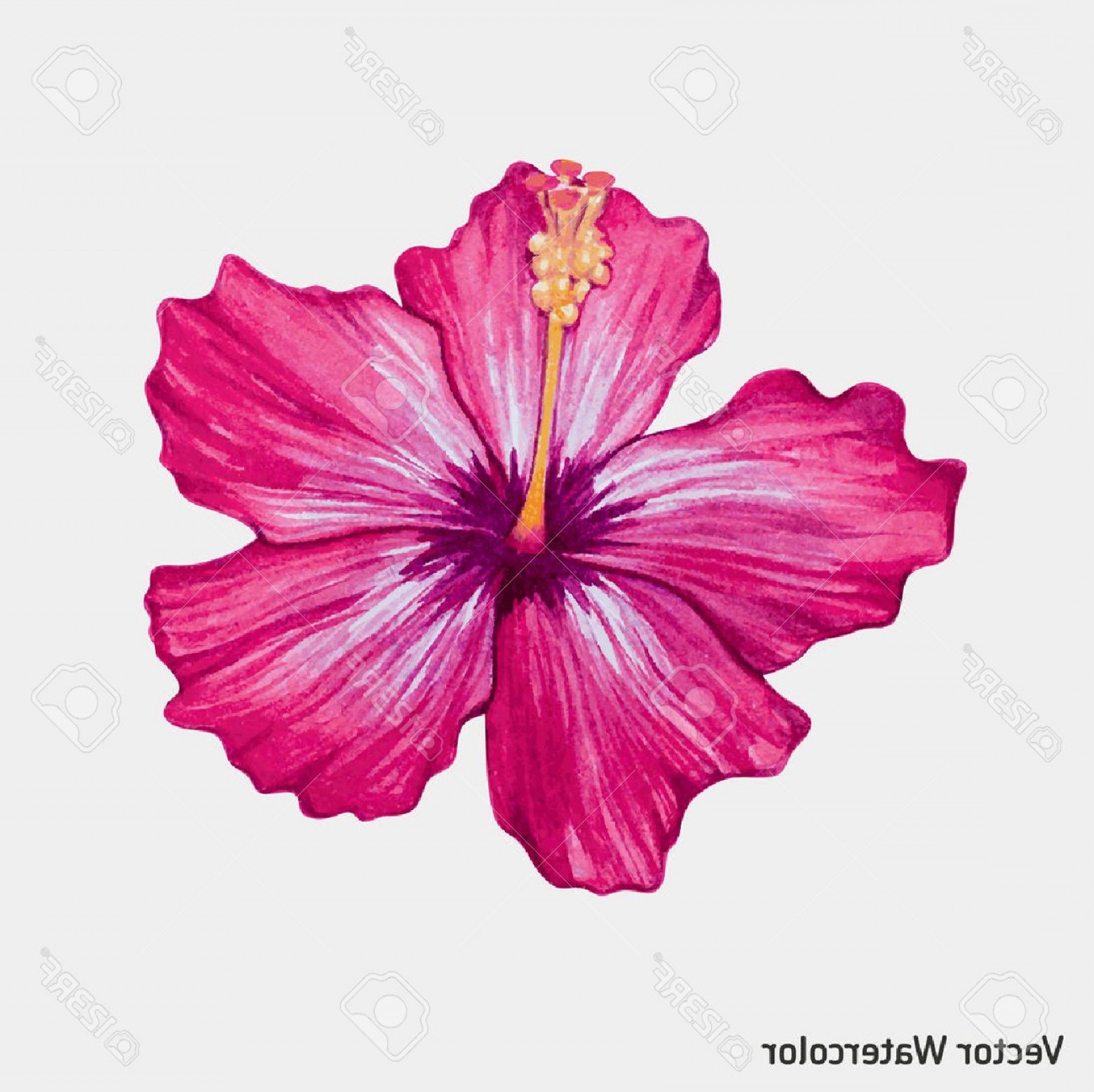Photostock Vector Watercolor Pink Hibiscus Flower Vector 1560x1557 Photostock Vector Watercolor Pink Hibiscus Flower Vector