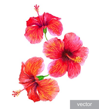 Tropical Plants Isolated On White Hibiscus Flower Vector 409x450 Tropical Plants Isolated On White Hibiscus Flower Vector