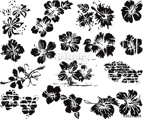 Grunge Hibiscus Flowers Collection Stock Image And Royalty Free 500x417 Grunge Hibiscus Flowers Collection Stock Image And Royalty Free
