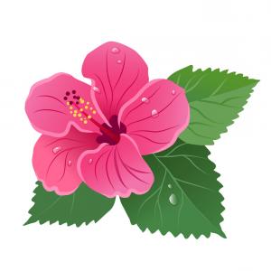 Hibiscus Flower Bloom With Green Leaves Dew Drops Vector Newwaysys 300x300 Hibiscus Flower Bloom With Green Leaves Dew Drops Vector Newwaysys