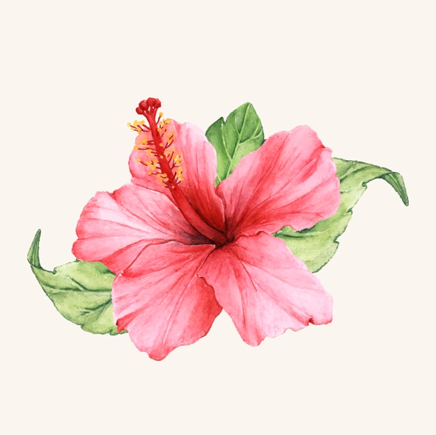 626x625 Hibiscus Vectors, Photos And Free Download