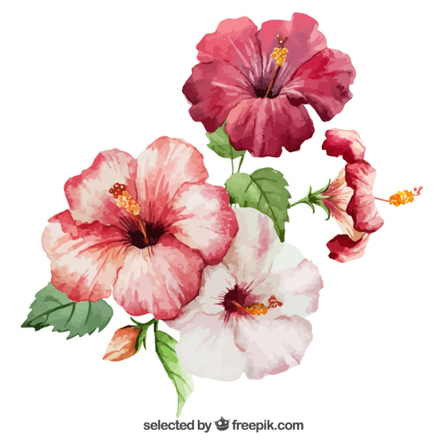 626x626 Watercolor Hibiscus Flowers Vector Free Download