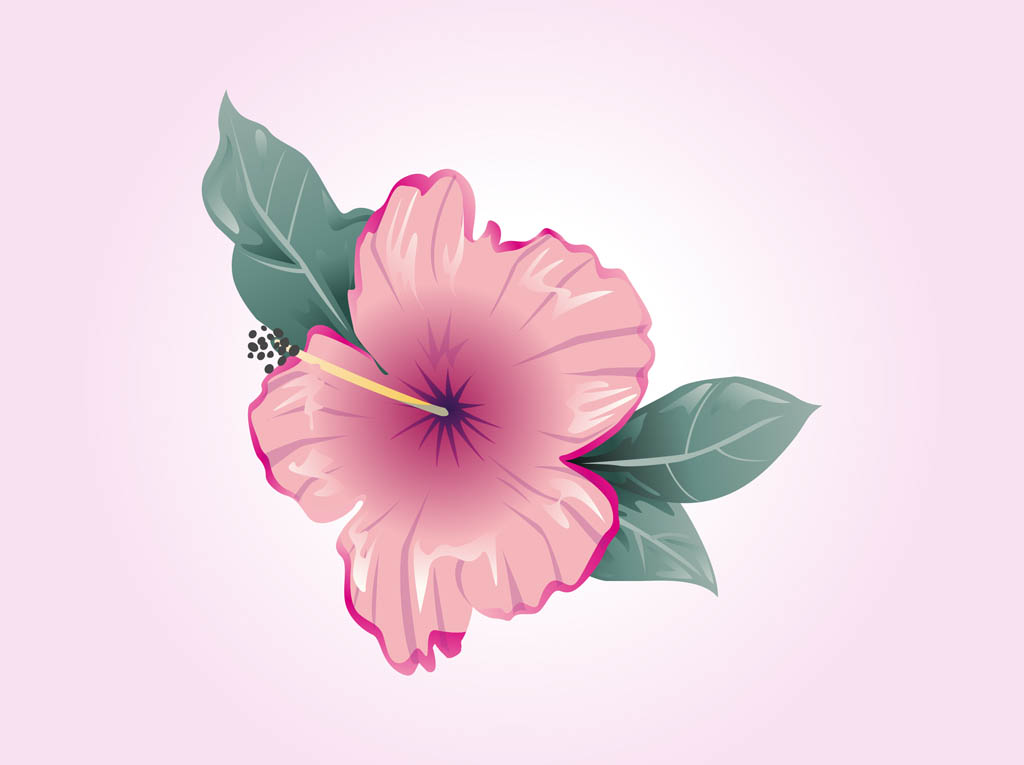 1024x765 Hibiscus Vector Vector Art Graphics