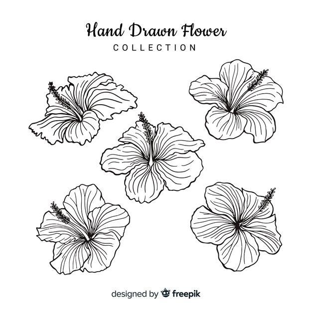 626x626 Hibiscus Vectors, Photos And Free Download